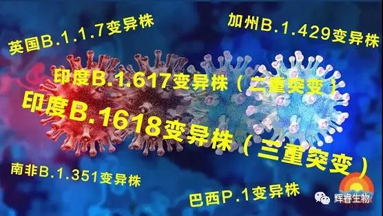 輝睿生物助力全球新冠疫情，可檢測(cè)新型冠狀病毒全位點(diǎn)變異毒株！